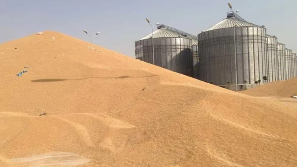 لە کەرکووک وادەی دەستپێکردنی وەرزی بەبازاڕکردنی گەنم دیاری کرا