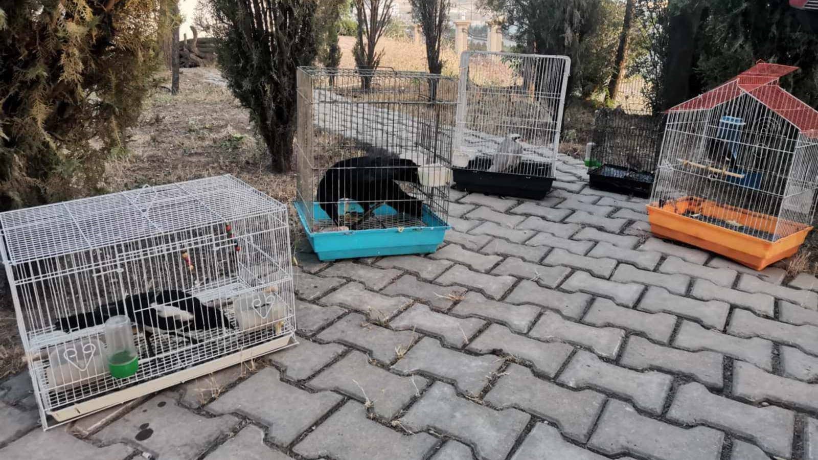 چەندین جۆری باڵندەی کێوی لە سلێمانی دەستیان بەسەردا دەگیرێت