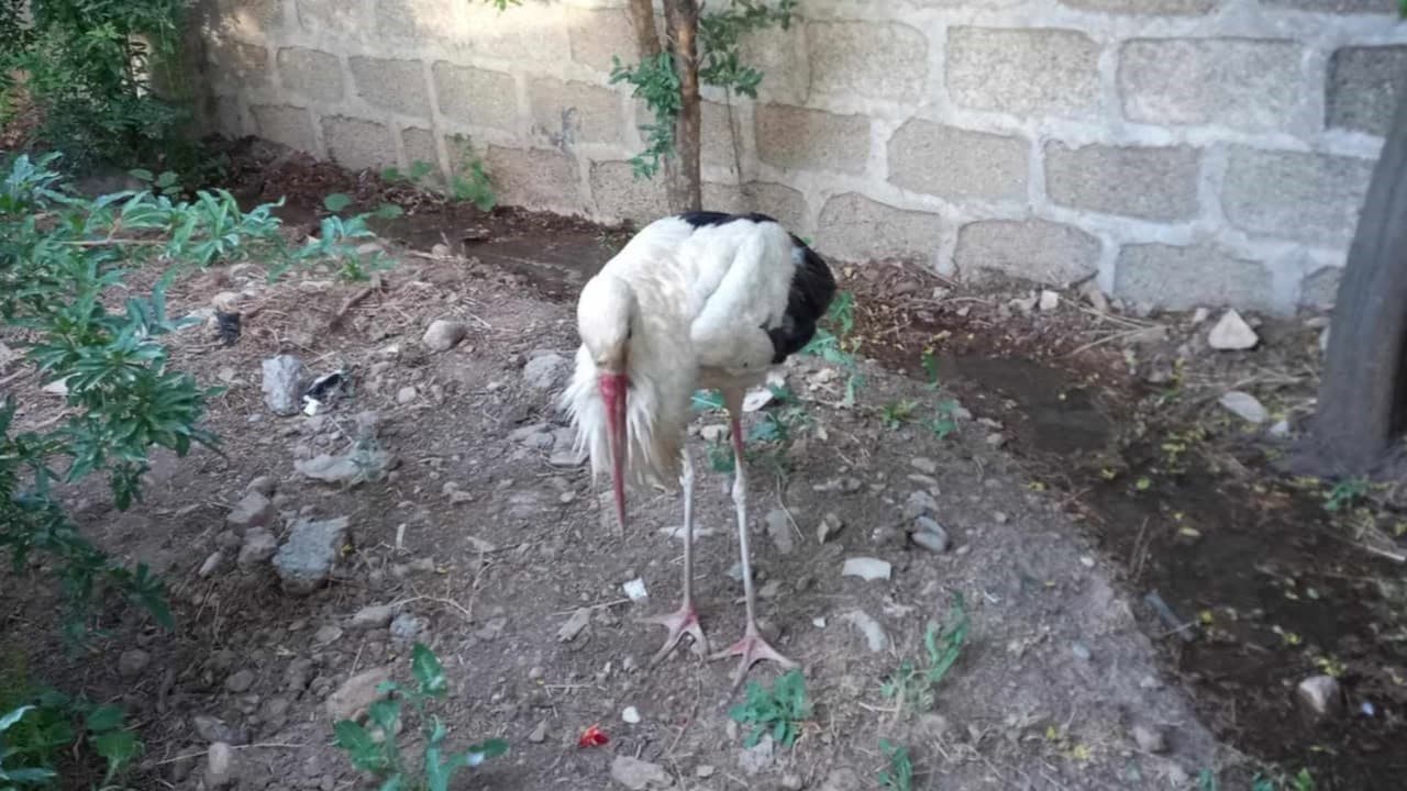 دوای نەخۆشکەوتنی 'حاجی لەق لەق'ـێک لە پیرەمەگرون چارەسەری پێویستی بۆ کرا و گەڕێنرایەوە ناو سرووشت