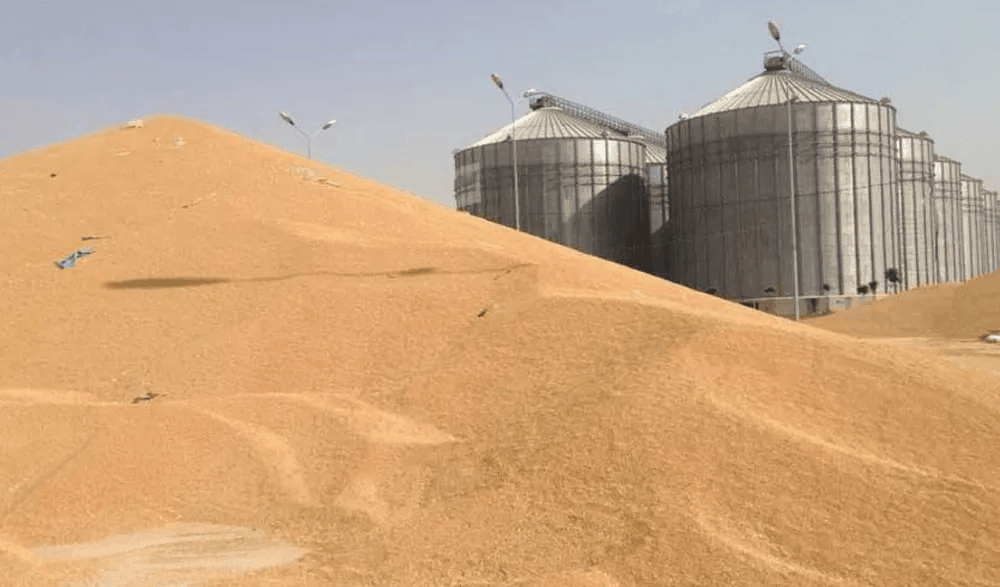 400 هەزار تۆن گەنم لە جووتیارانی کەرکووک وەرگیراوە