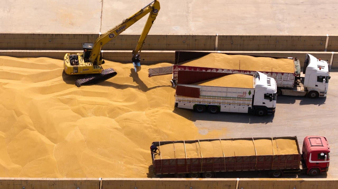 گەنمی ماوەی جووتیاران لە ماوەی مانگێك وەردەگیرێت