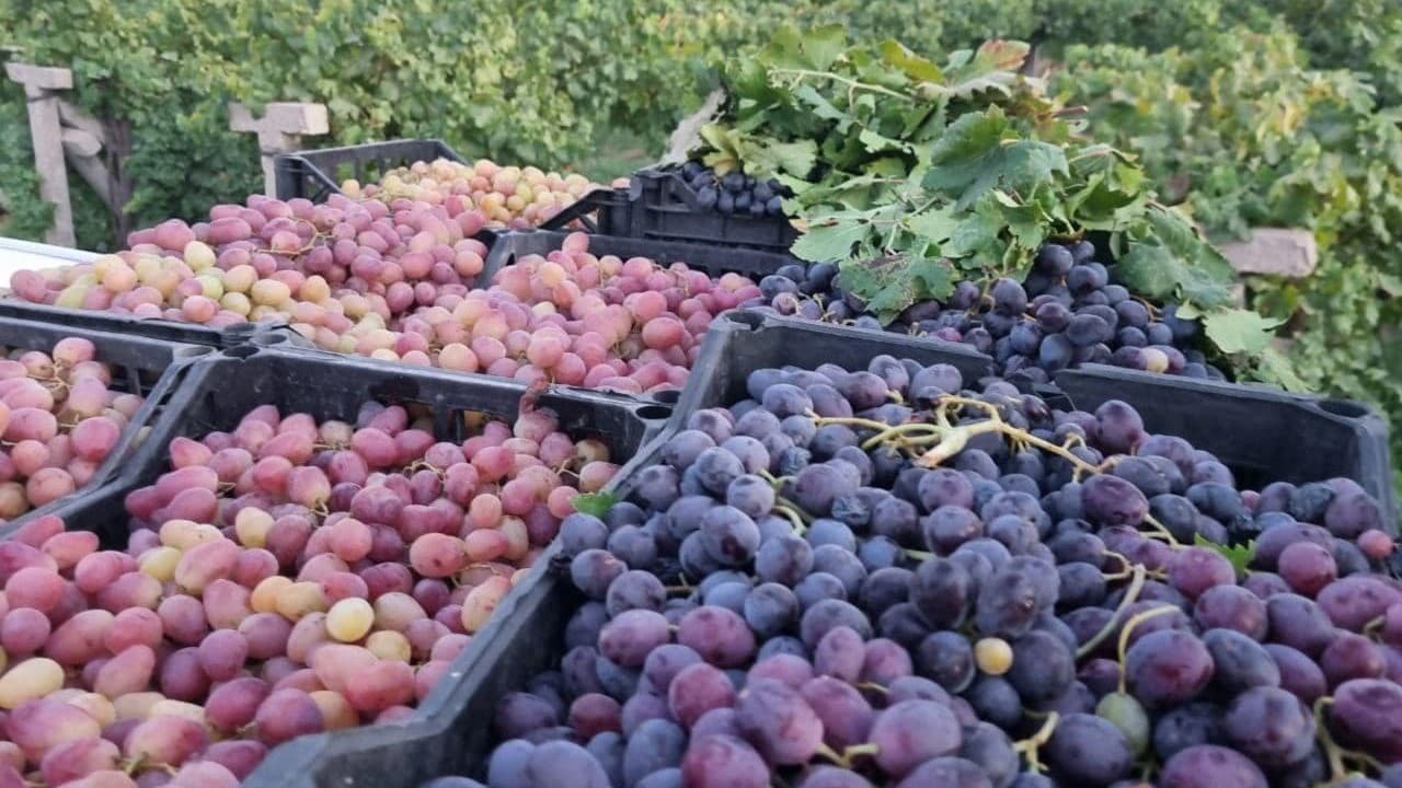 جۆرە مێروویەک هەڕەشەی لەناوبردن لە ترێی دهۆک دەکات