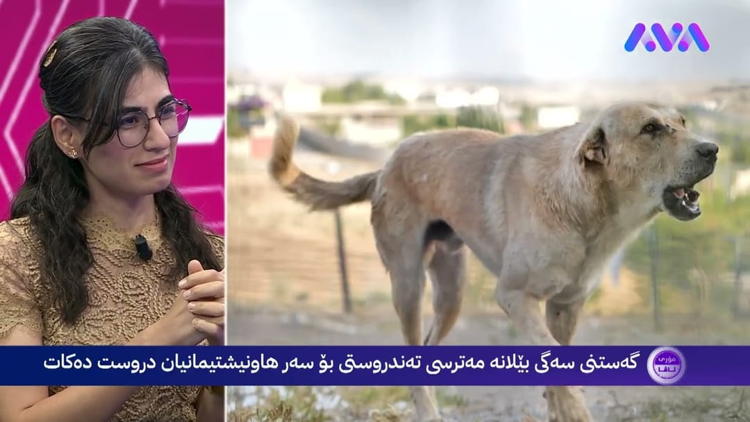 مۆری ئاڤا: بۆچی پێشتر کێشەمان لەگەل سەگەکان نەبوو؟