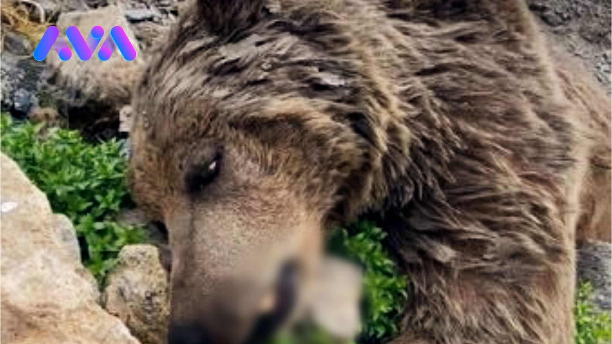 بەدواداچوون بۆ كوژرانی ورچە تاقانەكەی باڵەكایەتی دەكرێت