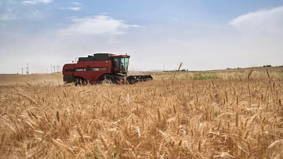 سێ ساڵە عێراق پێویستیی بە گەنمی دەرەوە نەماوە