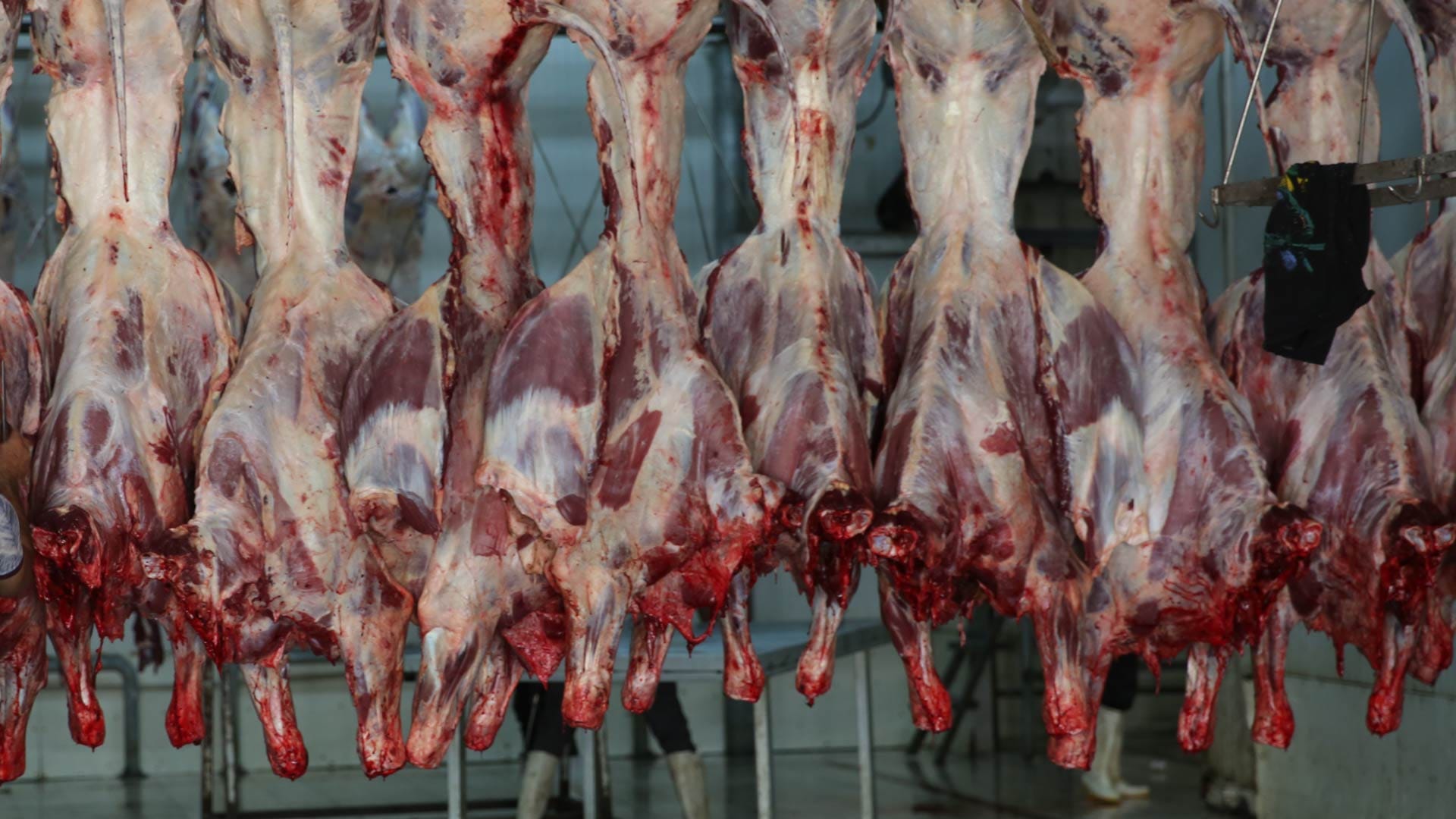 ڕێنمایی نوێ بۆ ئاژەڵی سەربڕدراو دەردەکرێت