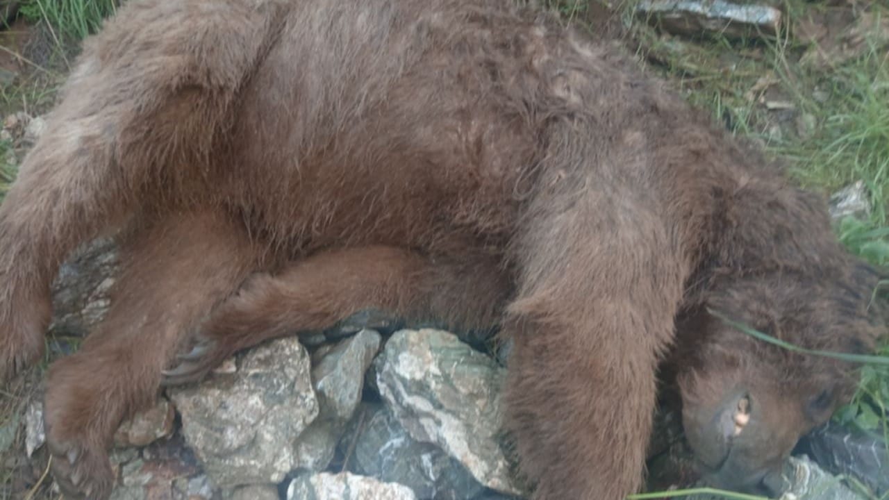 ورچێکی دەگمەن لە چیاکانی باڵەکایەتی بە کوژراوی دۆزرایەوە