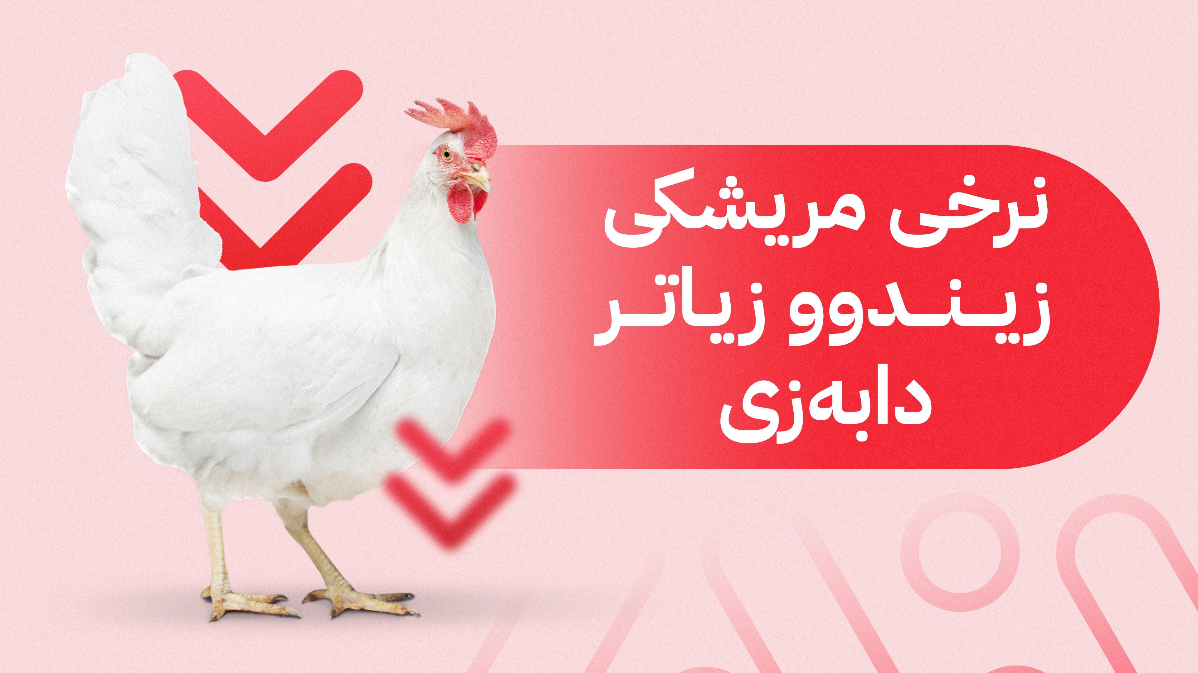 عێراق ڕێگە بە هاوردەکردنی مریشكی هەرێمی كوردستان نادات