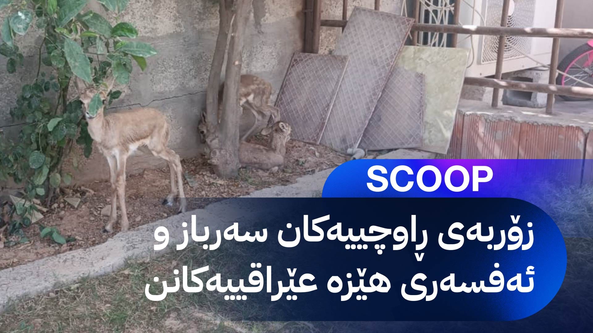 لە سنووری قەرەچوغ بە ئۆتۆمبێلی حکومی ڕاوەمامز دەکرێت