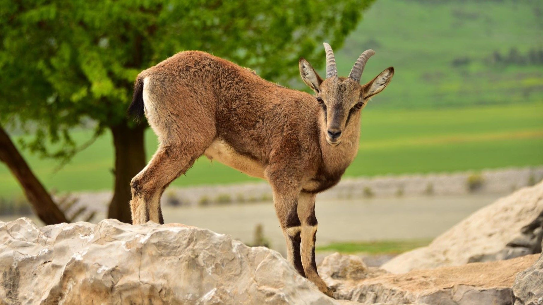 لە سنووری چیای قەرەچووغ ڕاوە مامز دەکرێت
