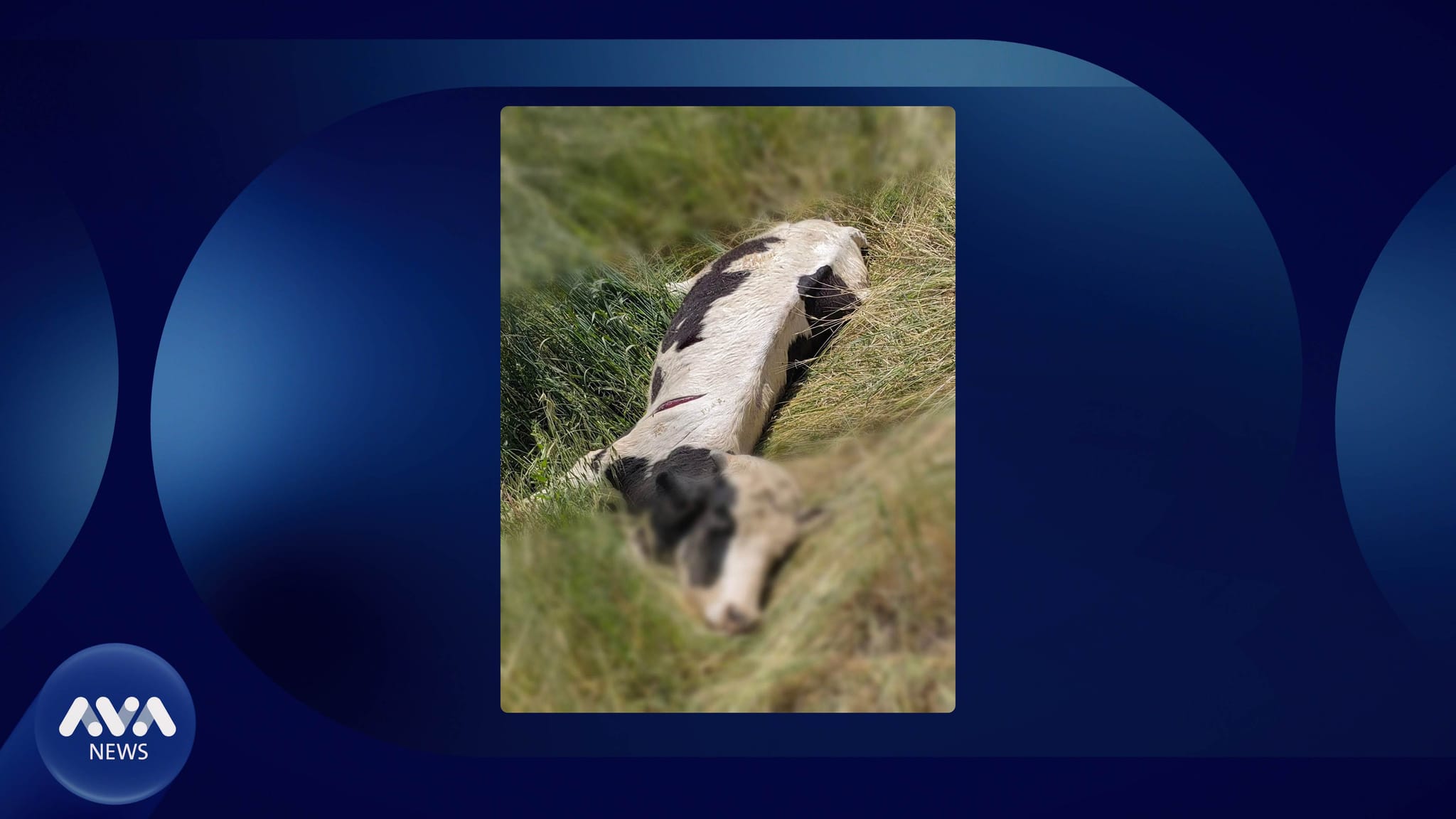 کەسێک بەهۆی هەوڵدان بۆ فرۆشتنی مانگایەکی نەخۆش دەستگیر دەکرێت