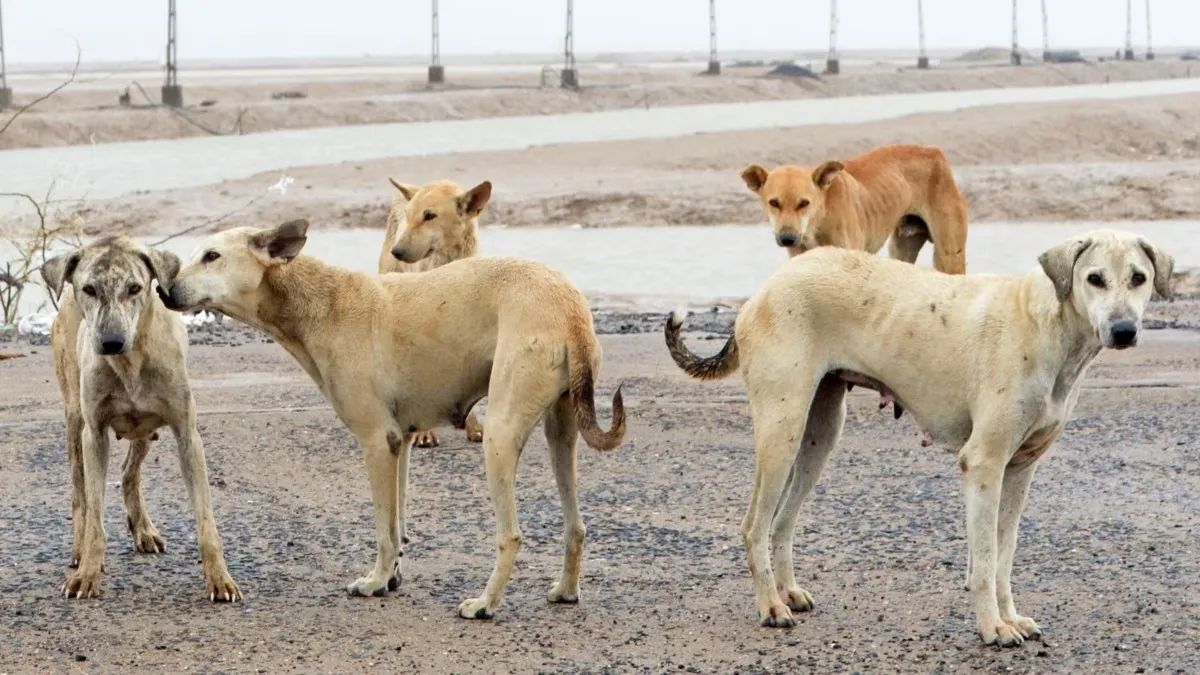 لەبارەی وەرگرتنی سێ هەزار دینار بۆ کۆکردنەوەی هەر سەگێک هۆشداری دەدرێت