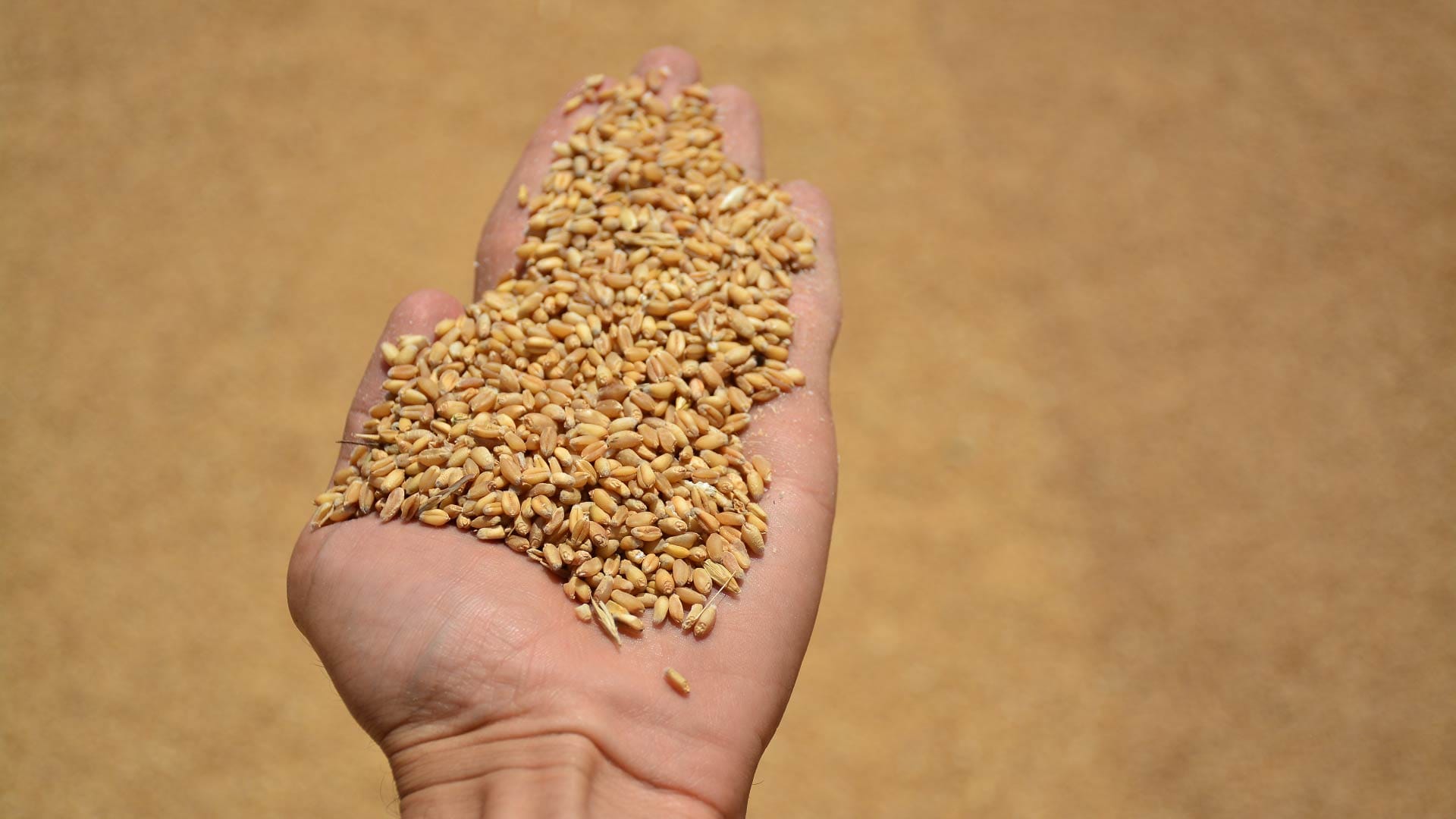 بێگەرد تاڵەبانی: ئەمساڵ 300 هەزار تۆن گەنم کەمتر لە جووتیارانی کورد وەردەگیرێت