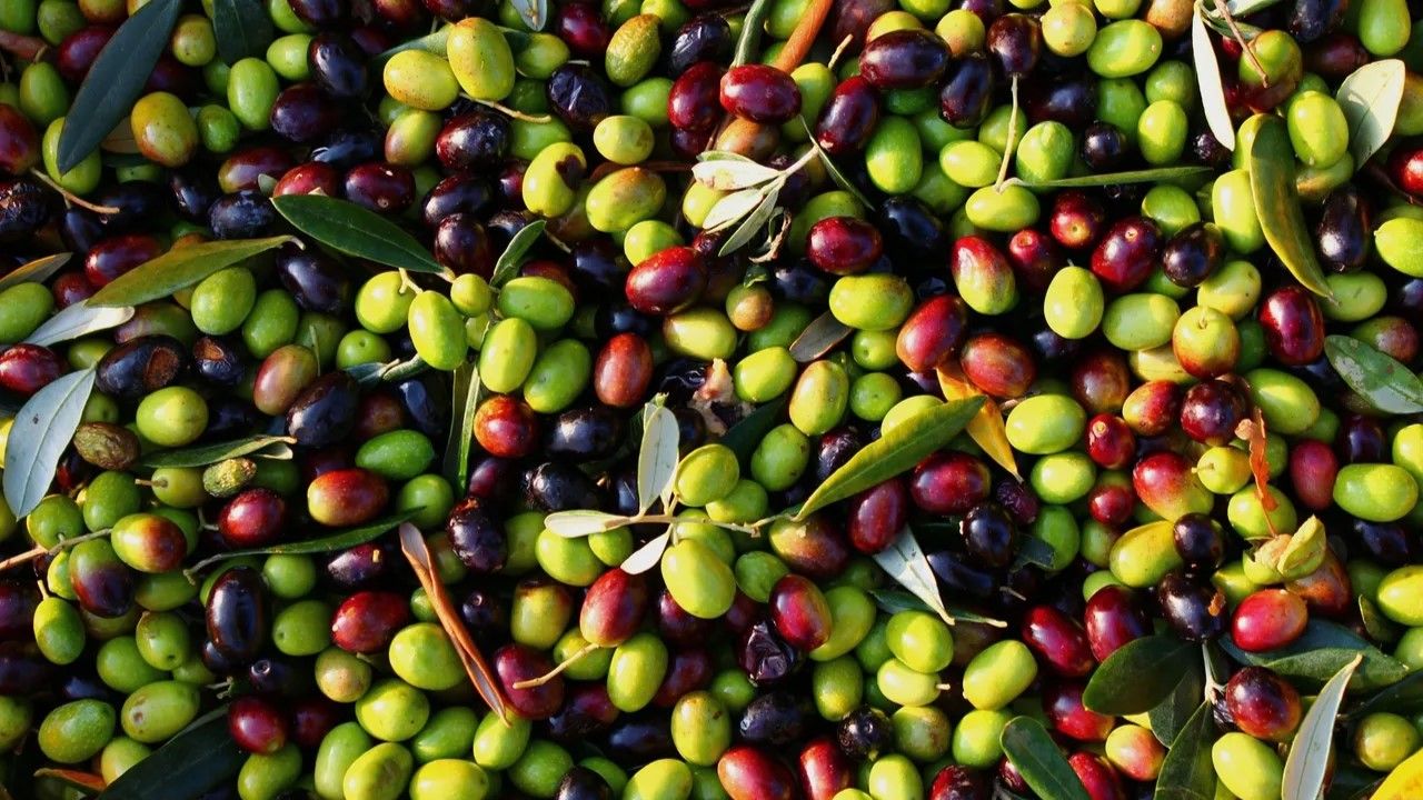 داوا لە كۆمپانیاكانی ئیسپانیا دەكرێت لە بەرهەمهێنانی زەیتوون هاوكاری كوردستان بكەن