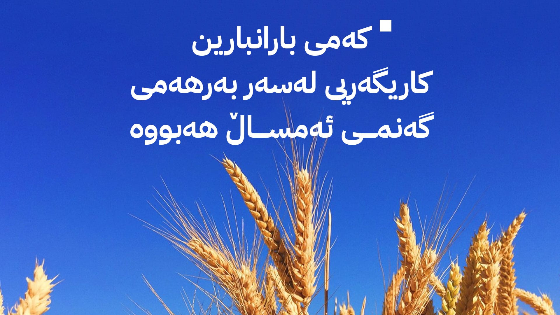 وەزارەتی کشتوکاڵ: ئەمساڵ کەمتر لە یەک ملیۆن تۆن گەنم بەرهەم دێت