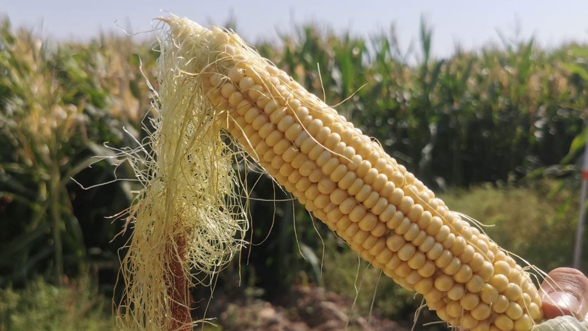 قەدەغەی چاندنی گەنمەشامی بە مەرج هەڵدەگیرێت