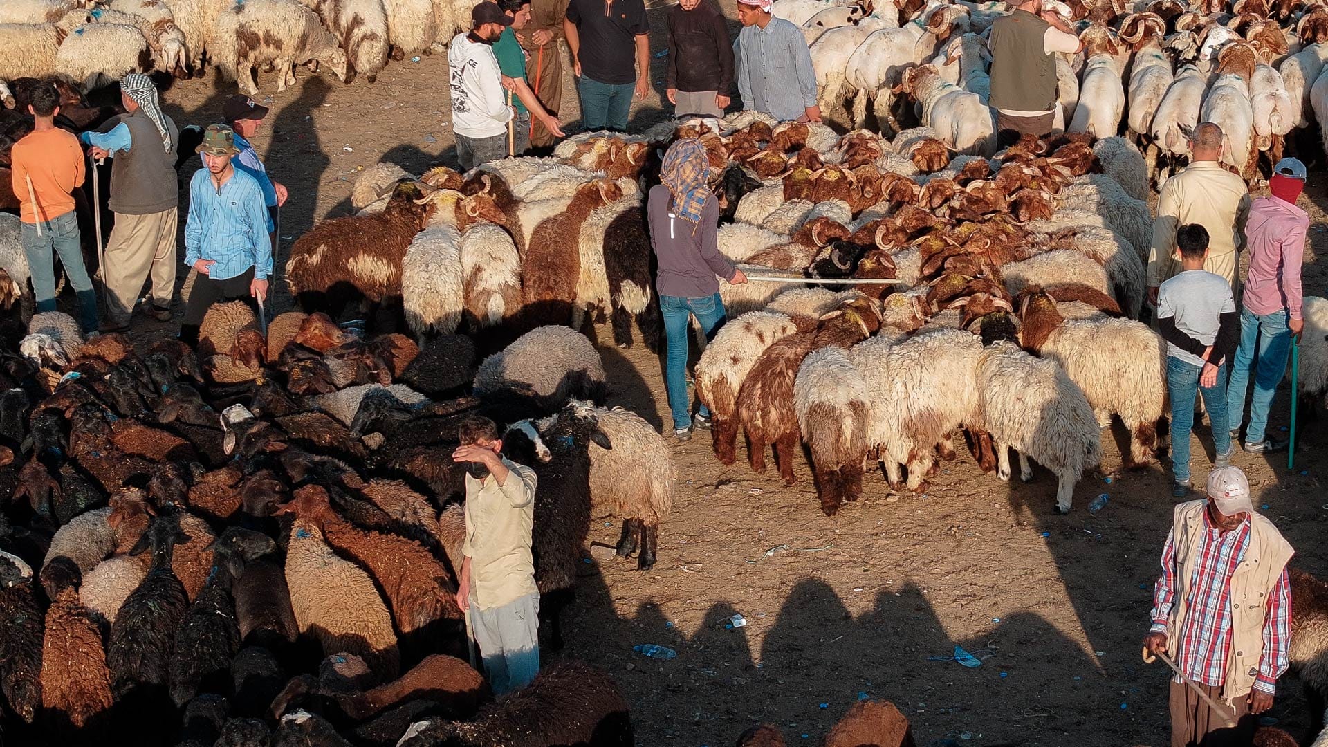 هیچ ئاژەڵێک بێ بڕوانامەی تەندروستی هاوردە ناکرێت