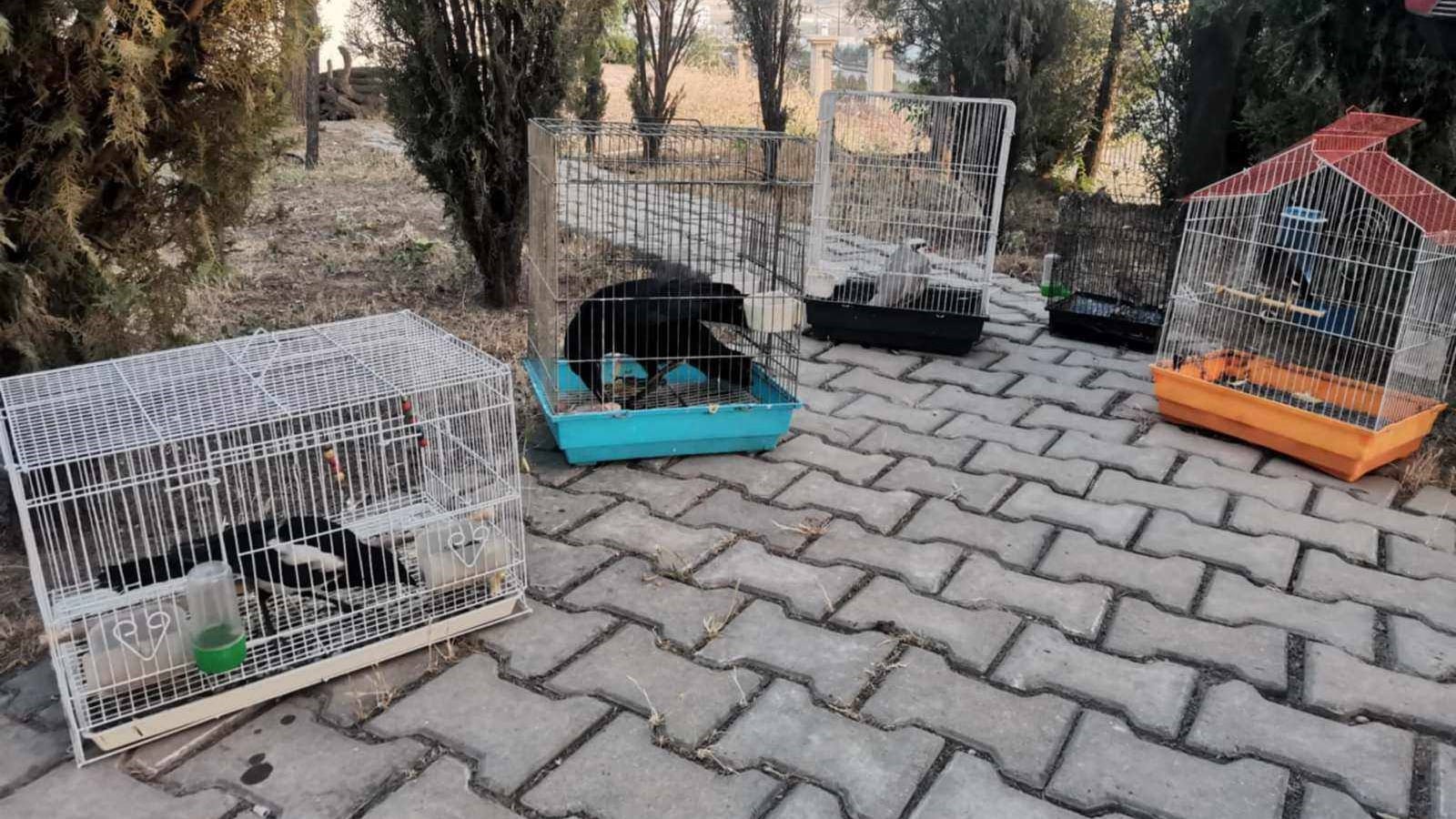 چەندین جۆری باڵندەی کێوی لە سلێمانی دەستیان بەسەردا دەگیرێت