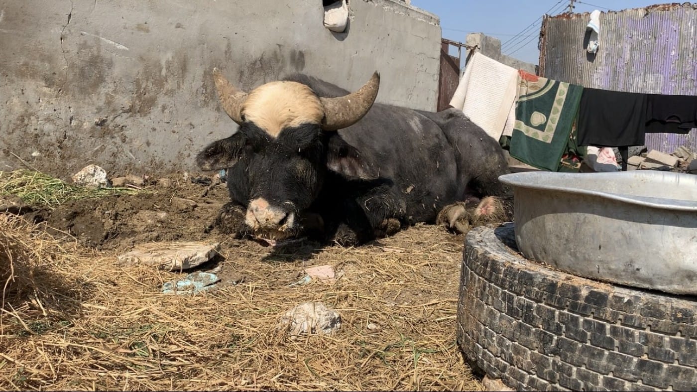 قەیرانێکی ژینگەیی لە عێراق  مەترسی لەسەر ئاژەڵداری دروست دەکات