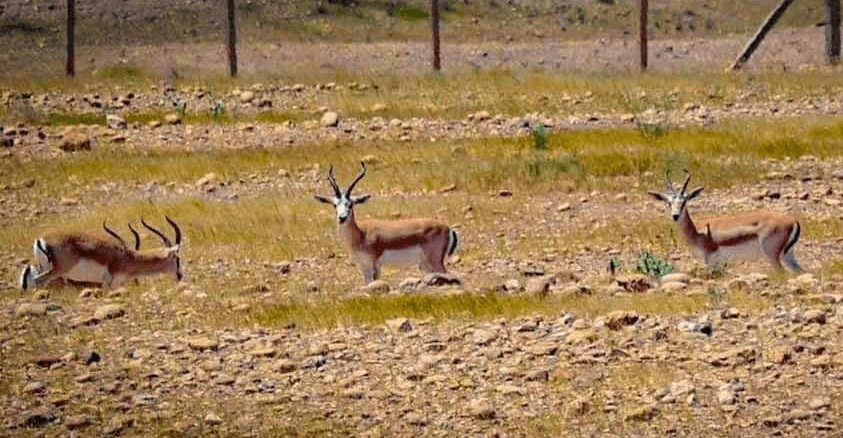 لە مەندەلی 400 ئاسکی دەگمەن "بەشێوەیەکی گوماناوی" دیار نامێنن