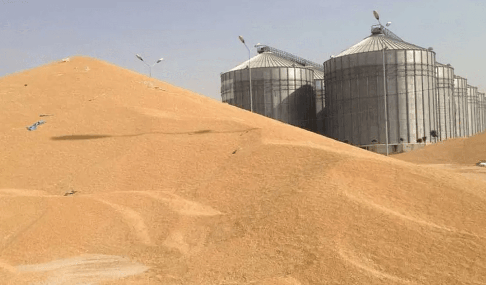 400 هەزار تۆن گەنم لە جووتیارانی کەرکووک وەرگیراوە