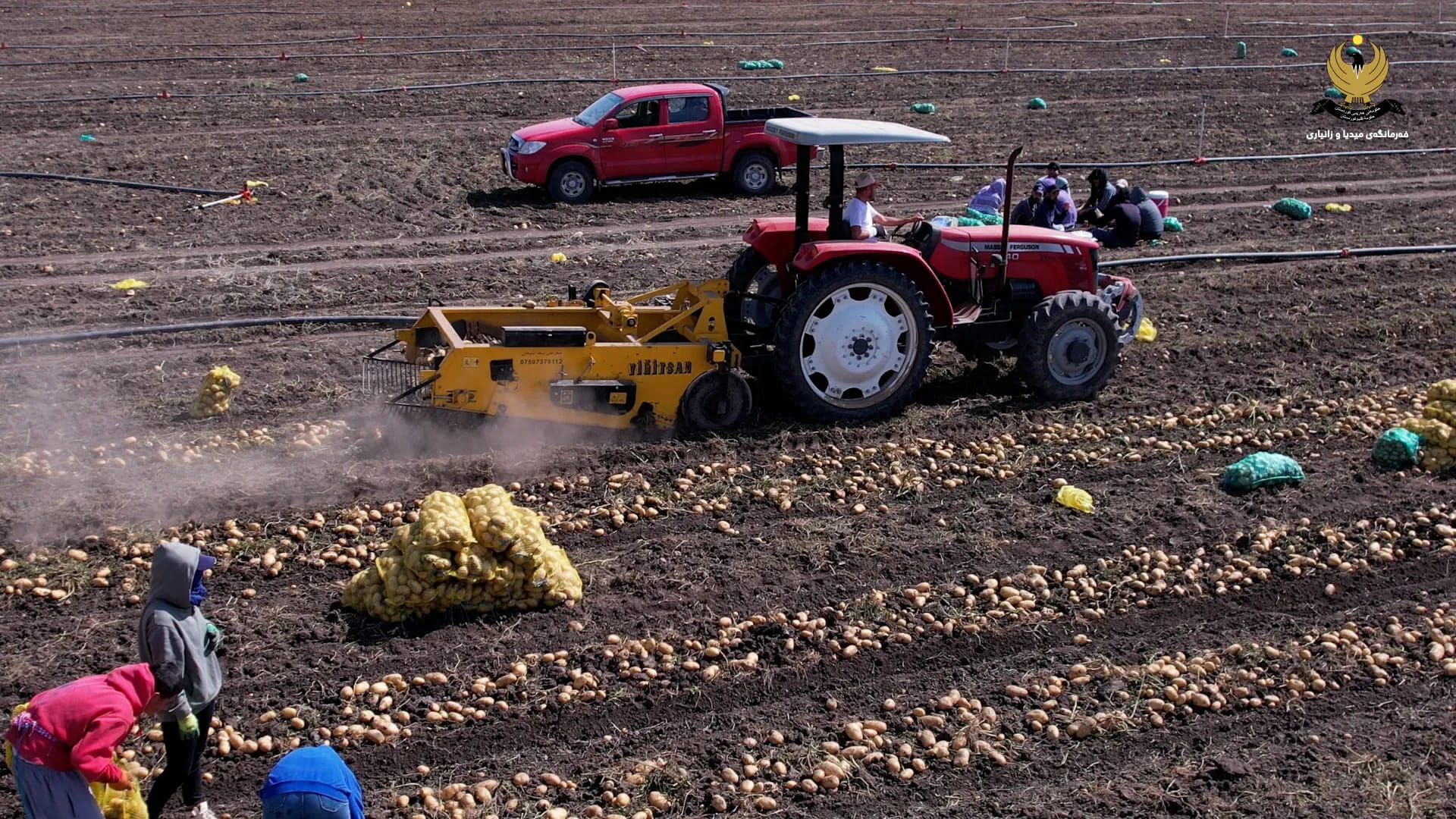 دهۆک دەبێتە ناوەندی تۆوی پەتاتە لە عێراق و هەرێمی کوردستان