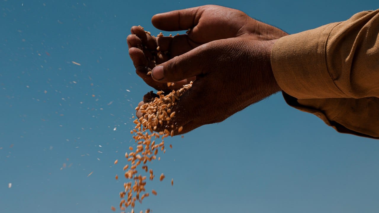 هەرێمی كوردستان 56 هەزار تۆن گەنمی ناوچەكانی دەرەوەی ئیدارەی هەرێمی کوردستانی وەرگرتووە
