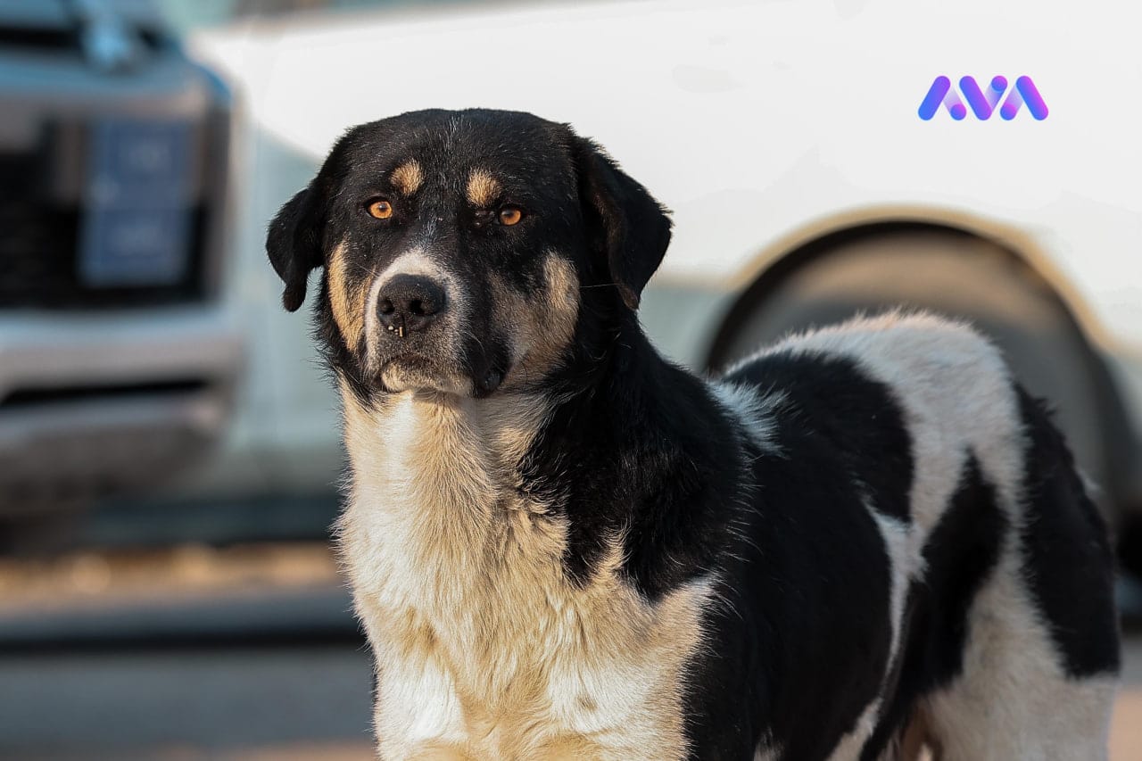 لە شەش مانگدا 801 گازگرتنی سەگ لە هەولێر تۆمار کراوە