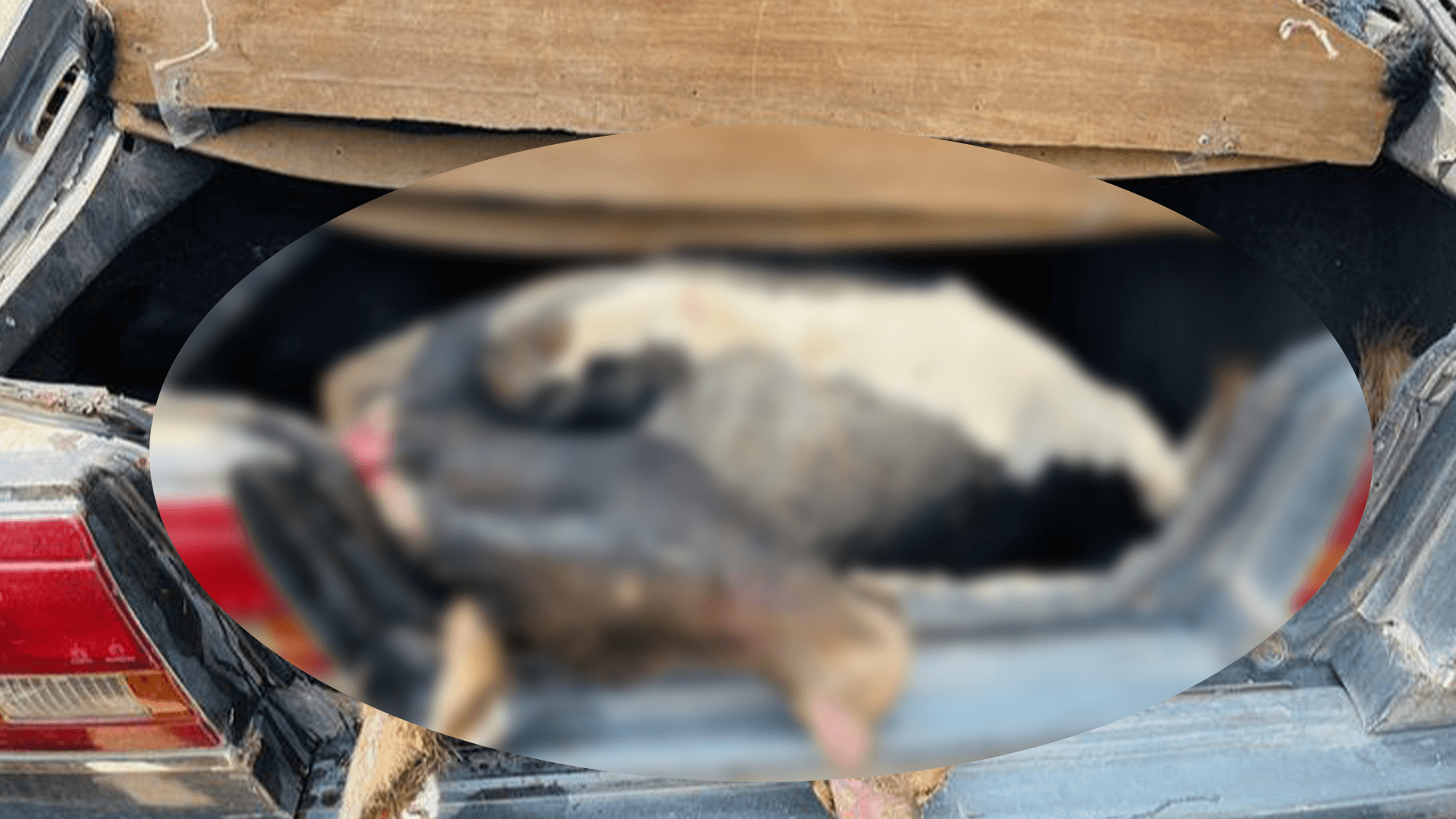 لەسەر مانگایەکی مردار بوو دووکەس لە سەنگەر دەستگیرکران