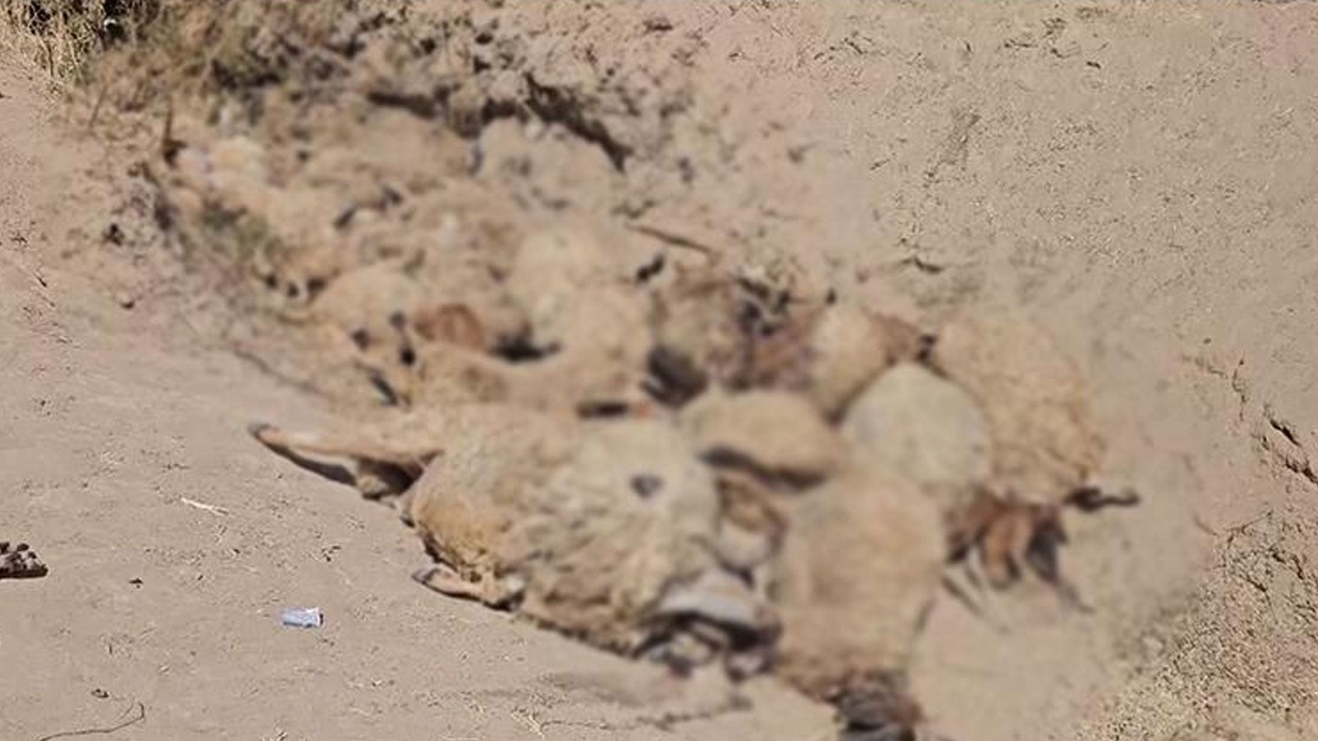 لە گوندێکی سنووری دهۆک 108 سەر مەڕ دەکەونە چاڵێکەوە و مردار دەبنەوە