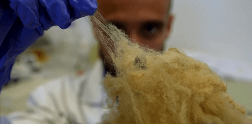 داهێنانێکی نوێ؛ زانایان هەویری ددان لە خوری مەڕ بەرهەم دەهێنن