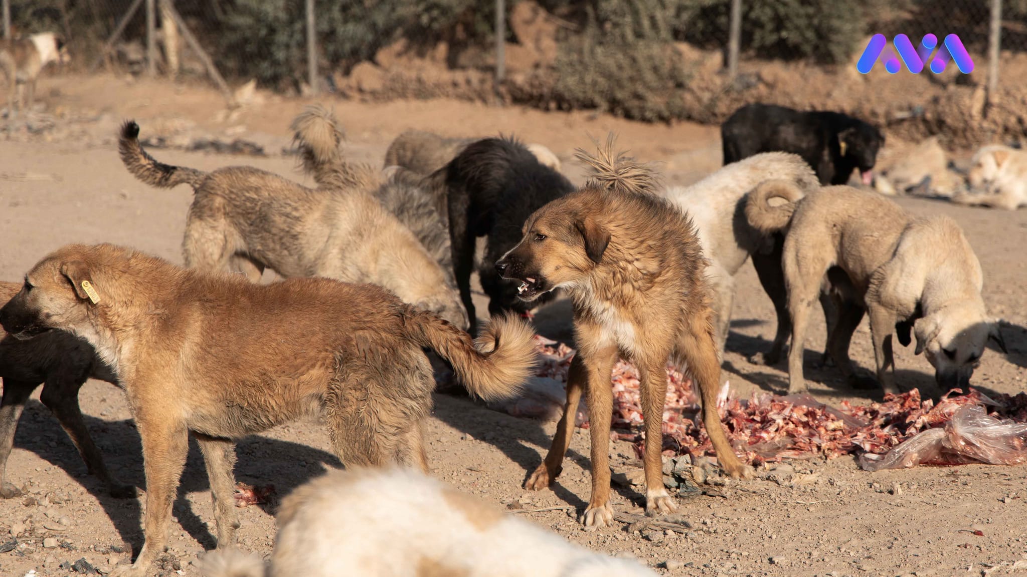 لە دوو ساڵدا نزیکەی 18 هەزار سەگی بێلانە لە هەولێر کۆکراونەتەوە