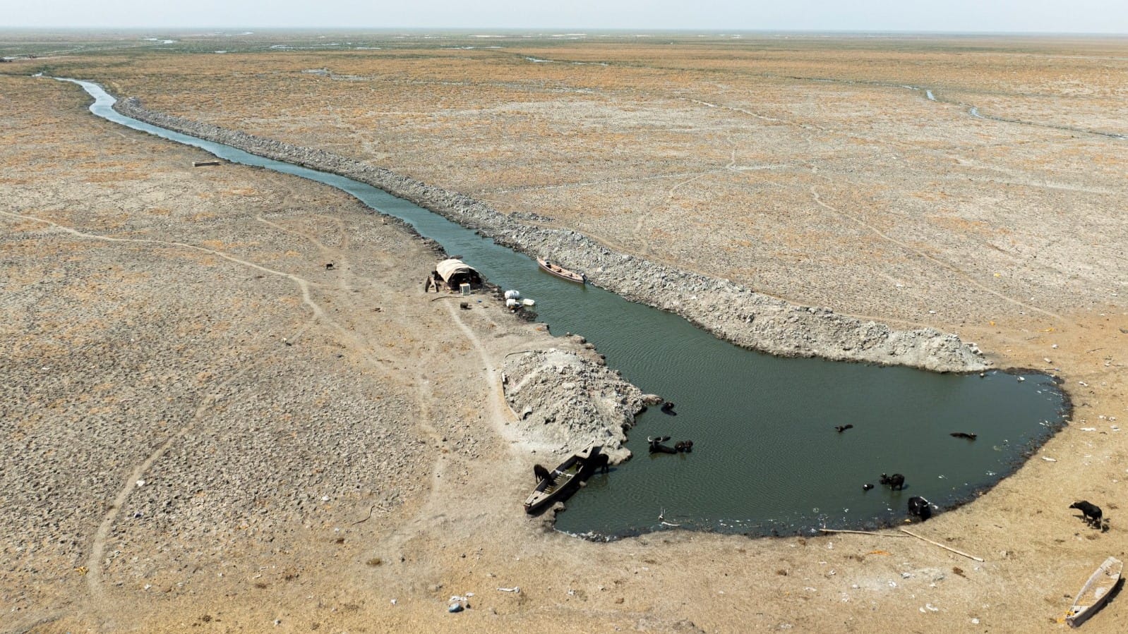 %86ـی زۆنگاوەکانی عێراق وشک بوون؛ "ژیانی گامێشەکانیش بەرەو لەناوچوون دەچێت"