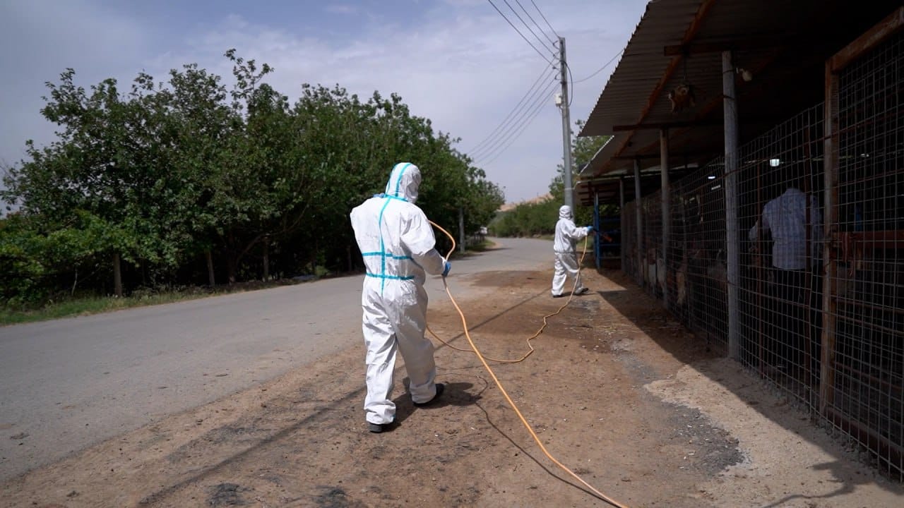 لە دهۆک بەهۆی بڵاوبوونەوەی ڤایرۆسێکی ترسناک ئاژەڵی 27 گوند کەرەنتینە کران
