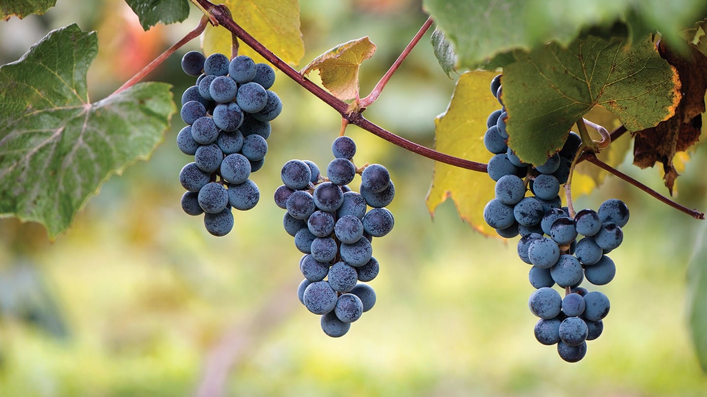 کاڤین گرووپ پڕۆژەیەکی نوێ بۆ ساغکردنەوەی بەرهەمی ترێ و میوەکانی دیکەی دهۆک ڕادەگەیەنێت