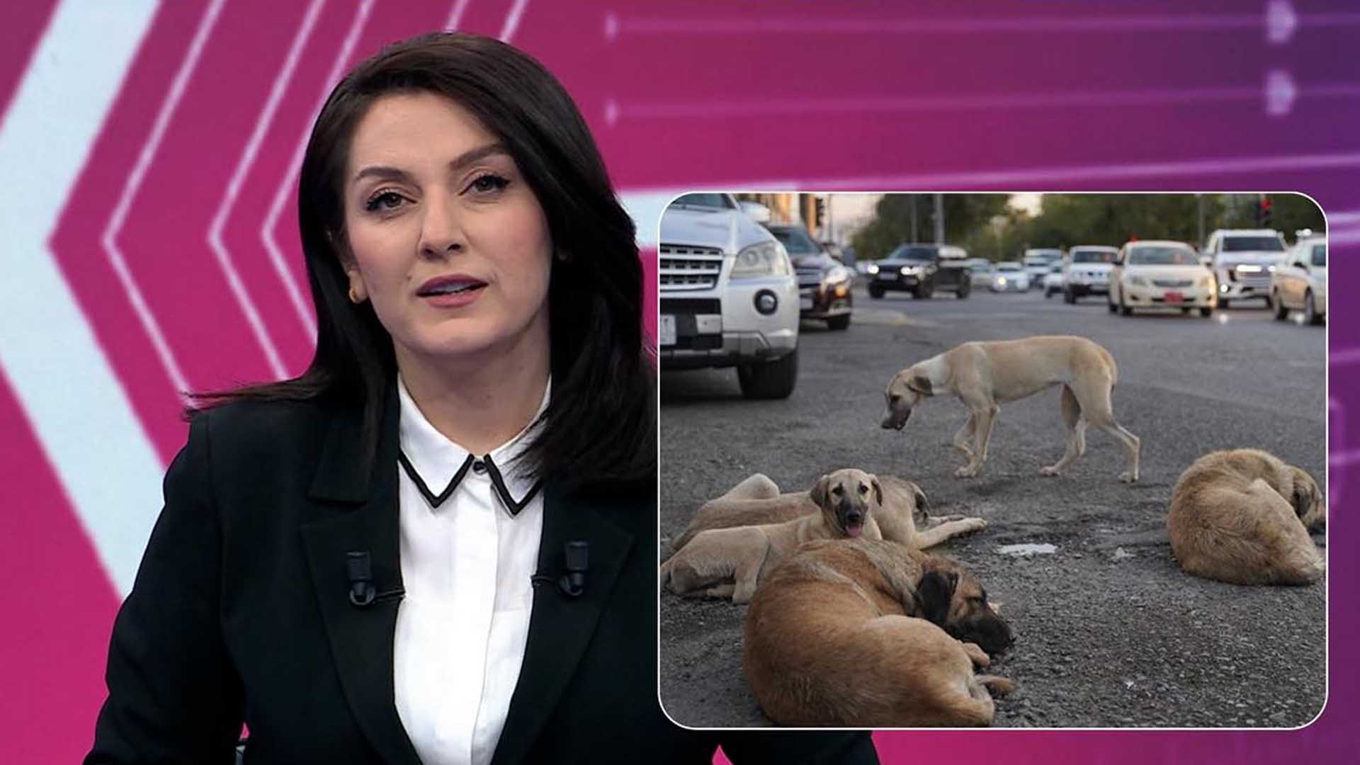 دوای بەرنامەی مۆری ئاڤا لەسەر سەگی بێلانە شارەوانی سلێمانی بڕیاری کۆکردنەوەیانی دا