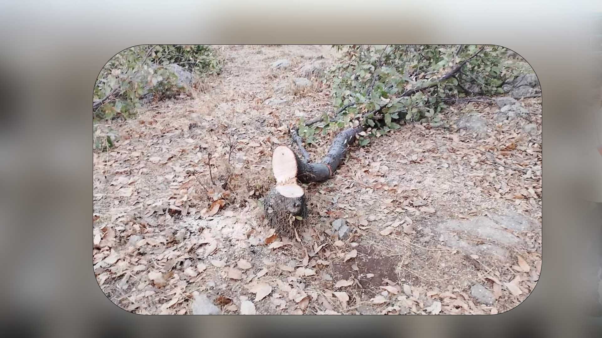 ژمارەیەک دار بەڕووی تەمەن 20 ساڵ لە مێرگەپان بڕاونەتەوە