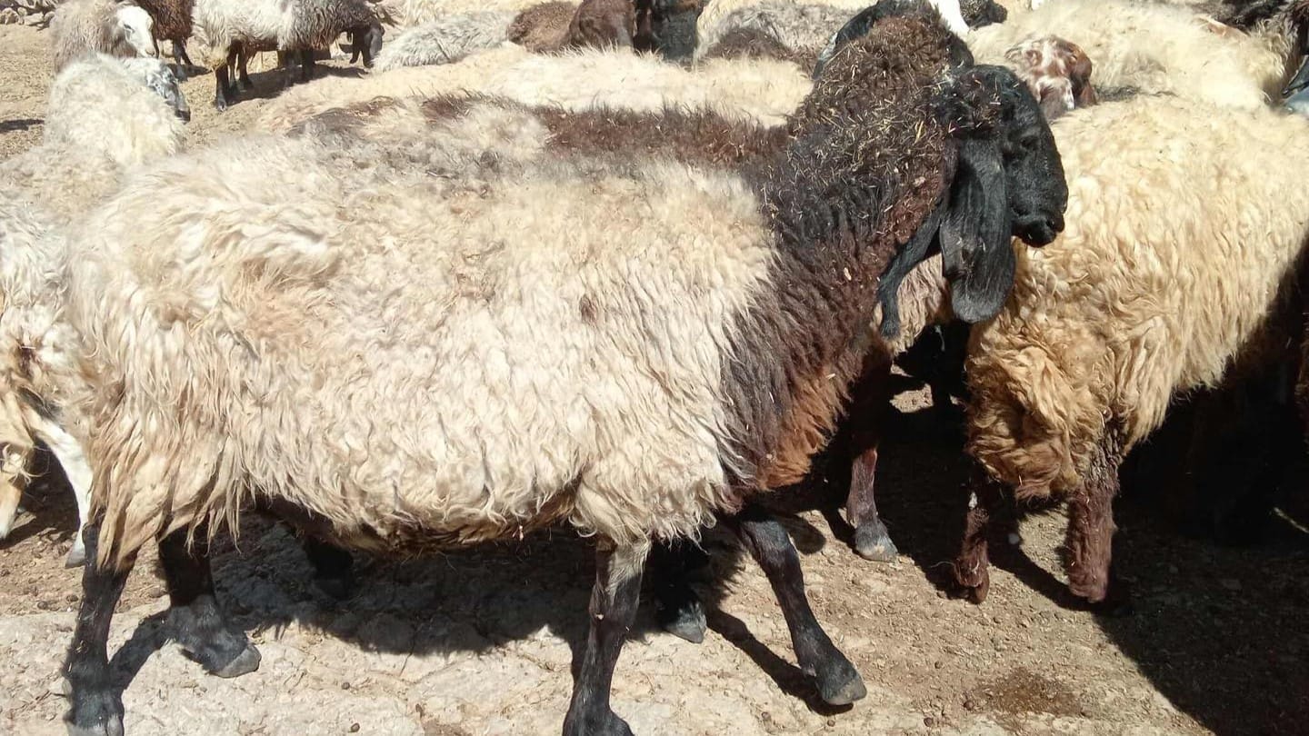 بە سپۆنسەری ئاڤا میدیا یەکەمین فێستیڤاڵی مەڕی کوردی بەڕێوەدەچێت