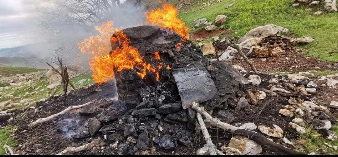 لە ئیلام دره‌ختی چیا و كێوه‌كان ده‌بڕدرێنه‌وه‌ و ده‌كرێن به‌ خه‌ڵووز