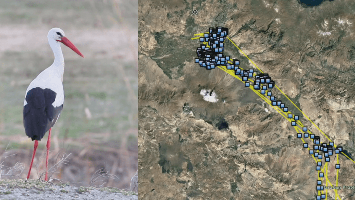 لەقلەقێک لە سێ ساڵدا 22 هەزار کیلۆمەتر دەبڕێت لە نێوان باکووری کوردستان و وڵاتانی کەنداو