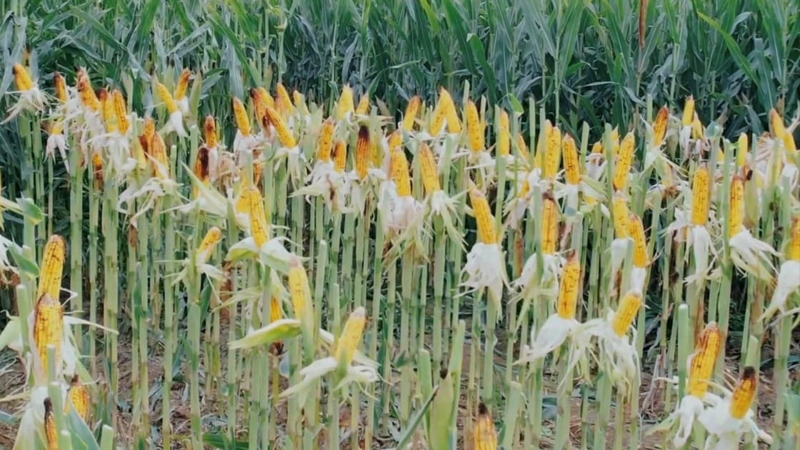 جووتیاران لە کەمیی نرخی گەنمەشامیی ناڕازیین و حكومەت ڕێكار دەگرێتەبەر