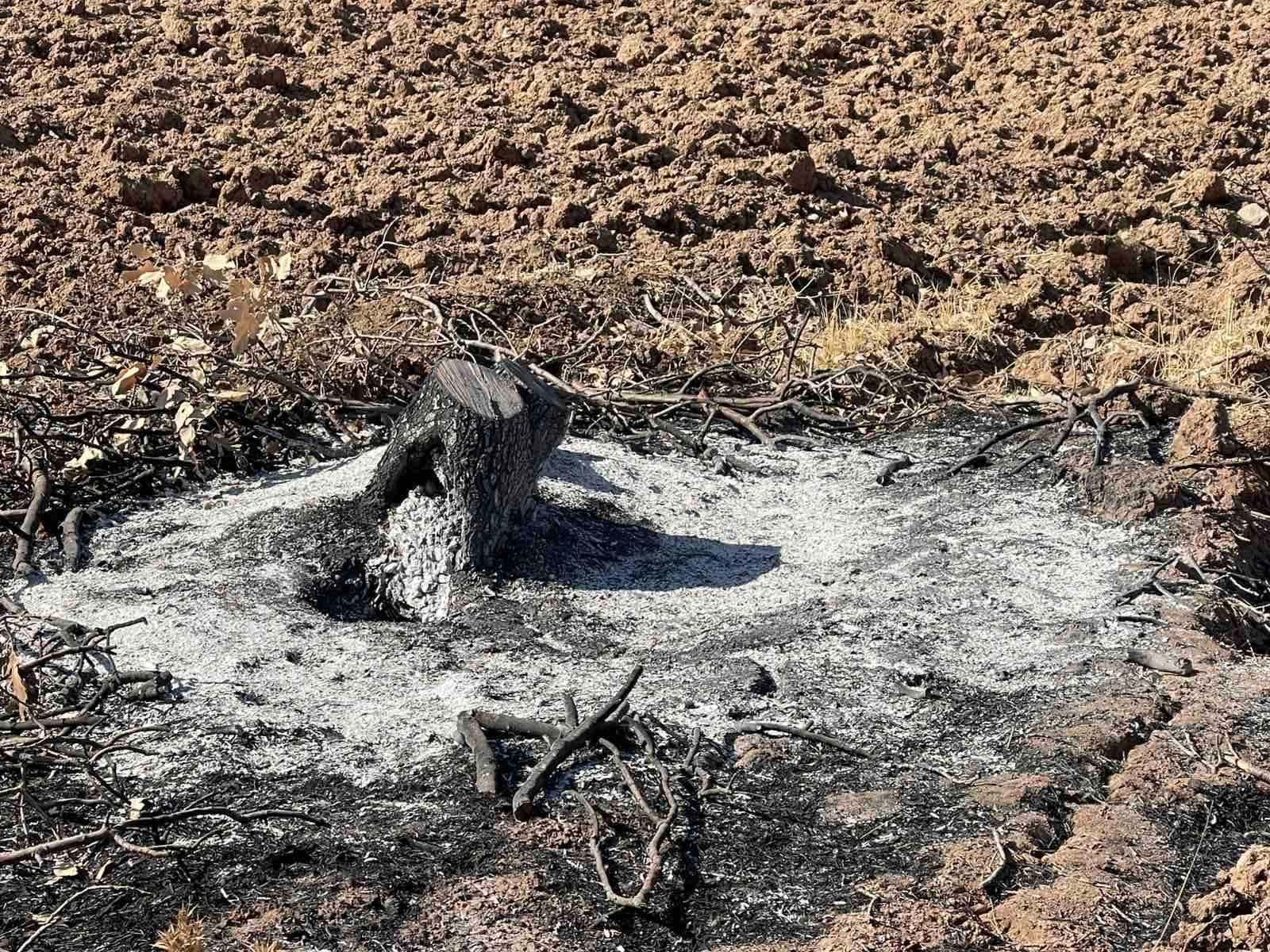 لە شارباژێڕ ژمارەیەکی زۆر دار بەڕووی دەبڕدرێنەوە