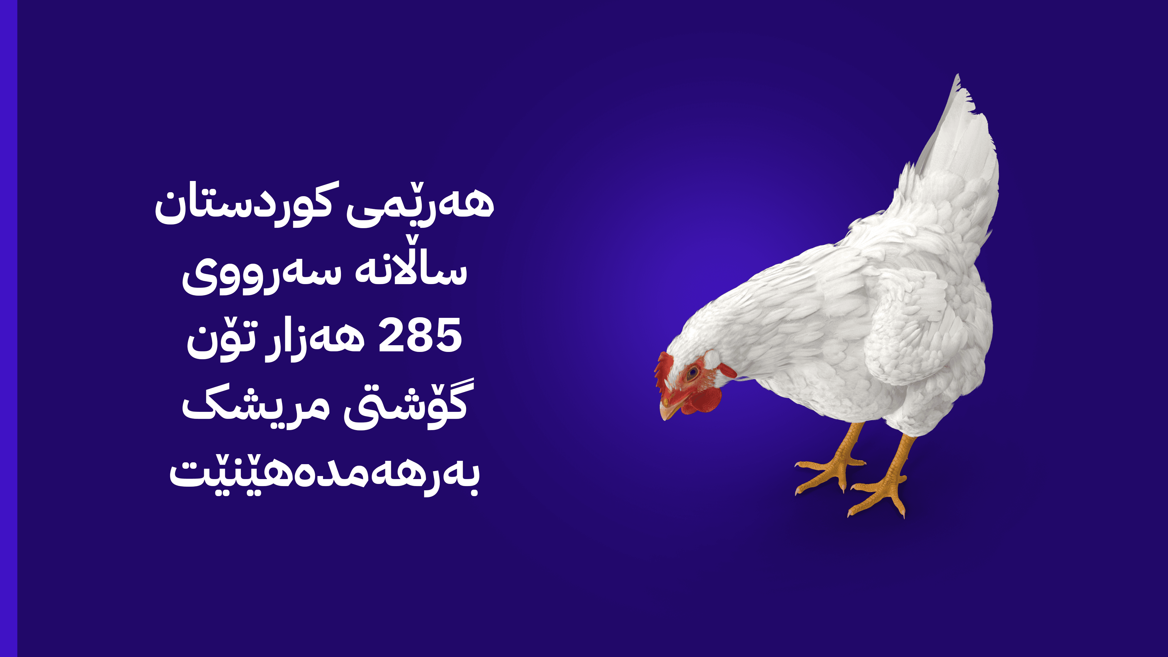 کوردستان ساڵانە زیاتر لە 140 هەزار تۆن گۆشتی مریشک هەناردەی عێراق دەکات