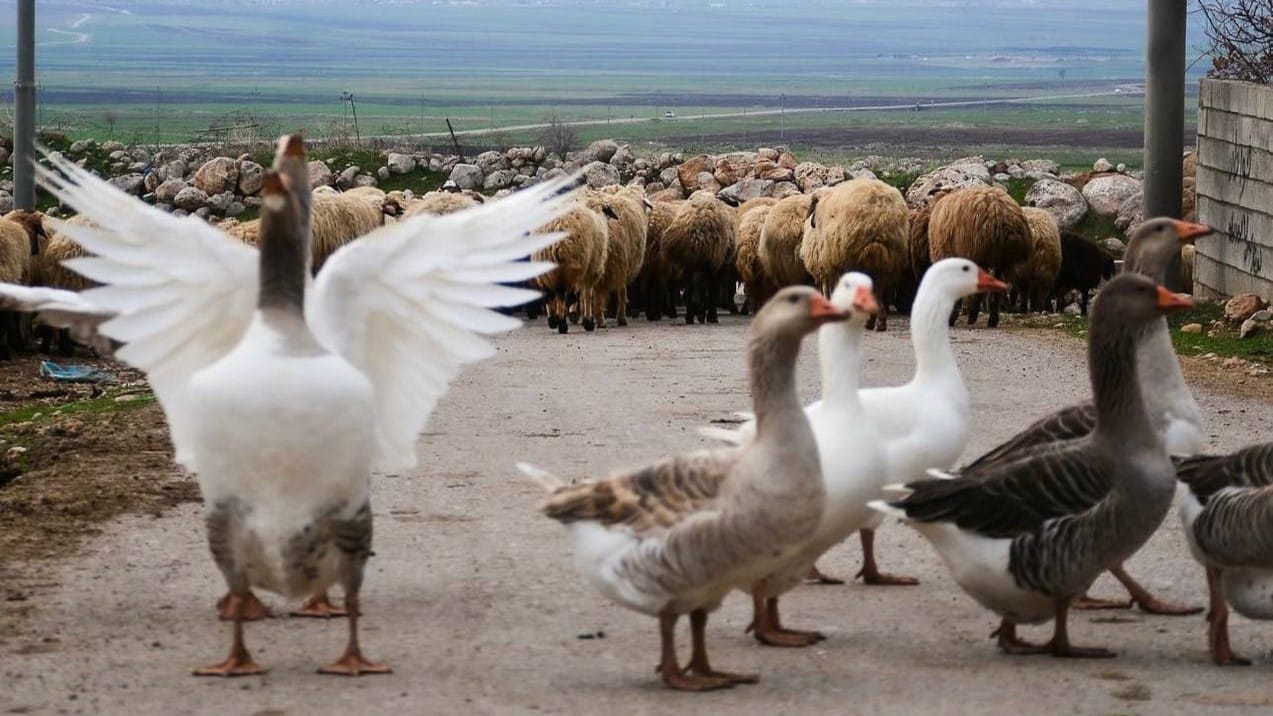 لەگەڵ یەكەم بارانبارین و هاتنی سەرما نرخی قەل و قاز بەرز بوونەوە