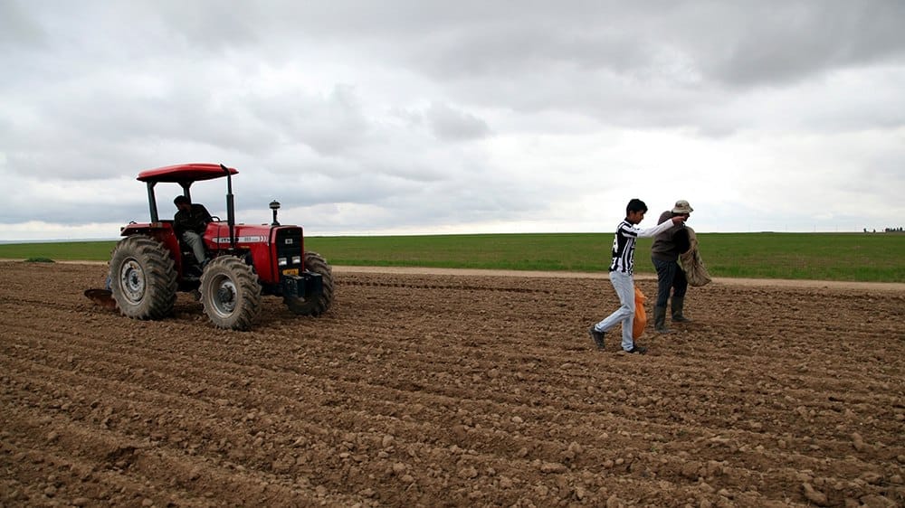 وەرزی کێڵانی زەوی و داچاندنی گەنم و جۆ لە هەرێمی کوردستان دەستپێدەکات