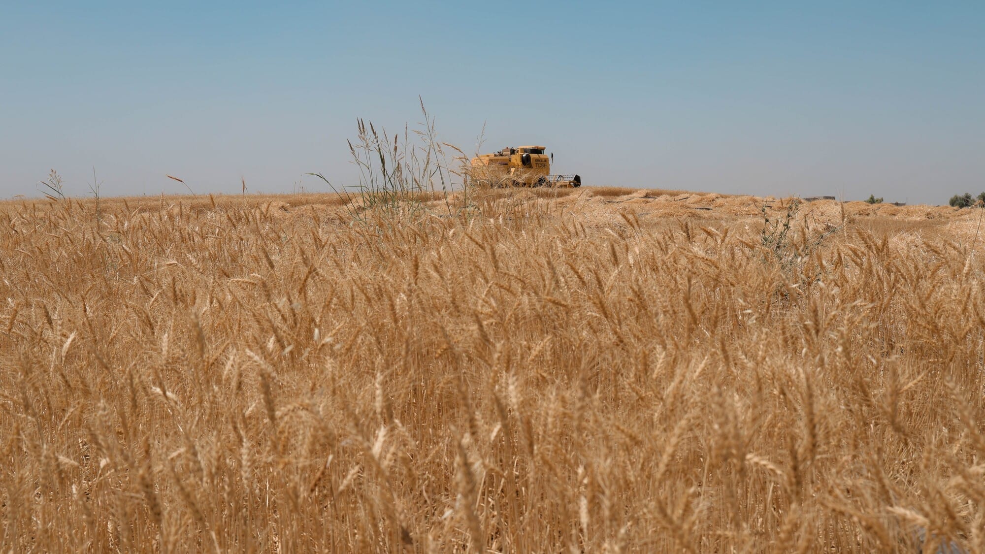 بۆ دۆزینەوەی تەرزێكی گونجاوی گەنم بۆ كەشوهەوای كوردستان توێژینەوە لەسەر 369 جۆر دەكرێت