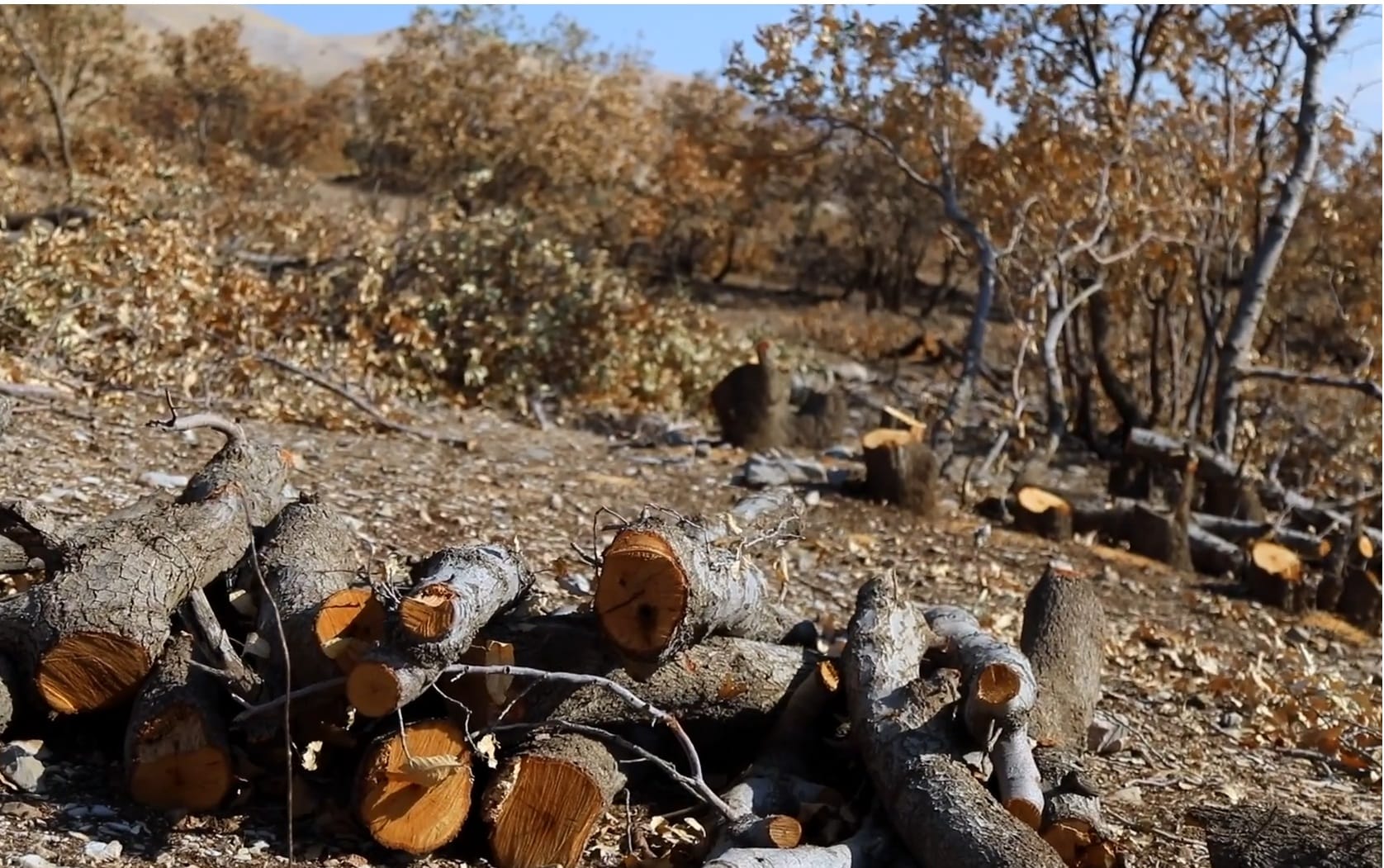 تاوانی ژینگەیی لە دارستانی دۆڵی ئاکۆیان ئەنجام دەدرێت