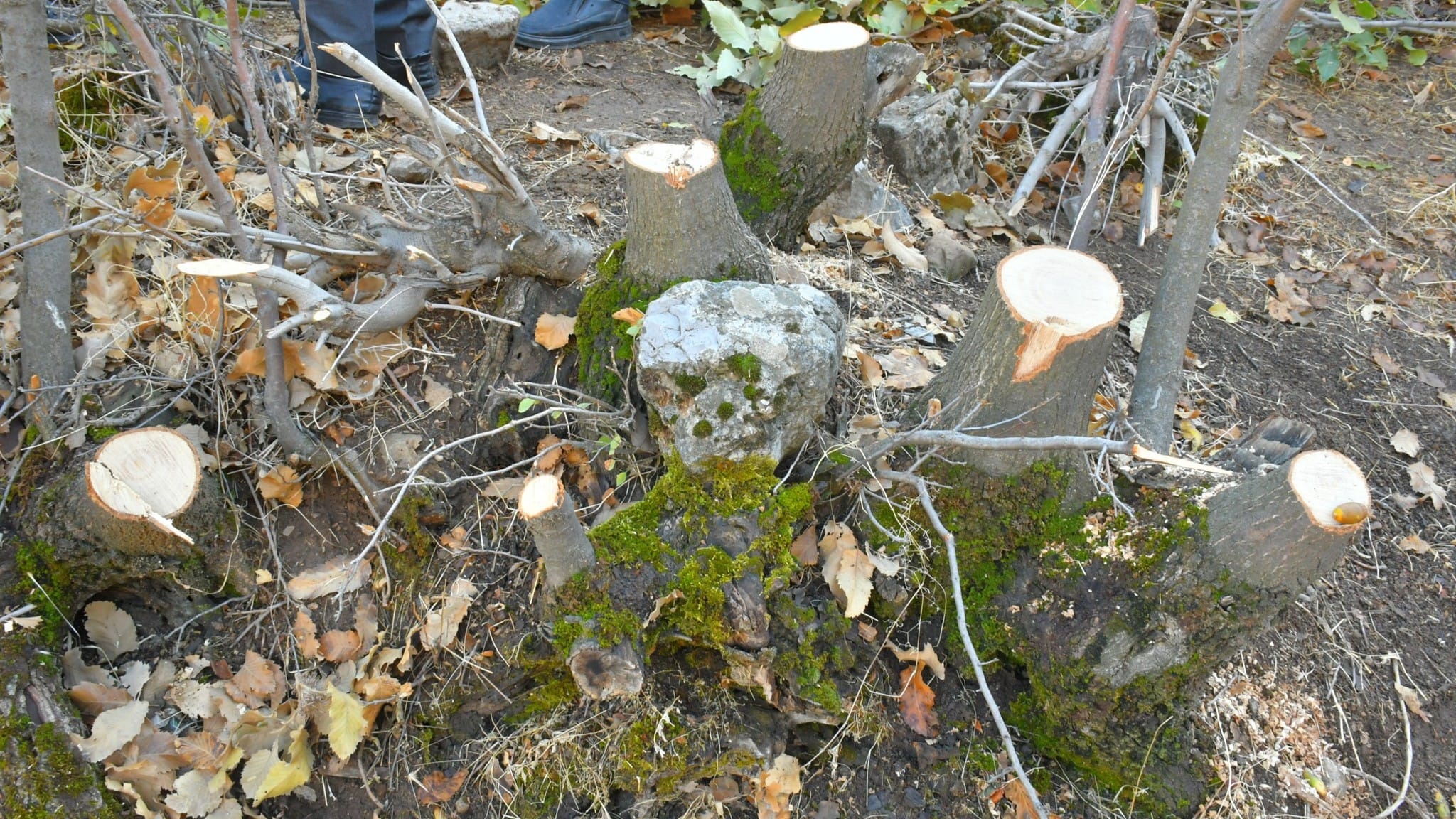 لە دۆڵی ئاكۆیان سەدان داری تەڕ بڕاونەتەوە؛ تەمەنی بەشێكیان سەرووی 50 ساڵە