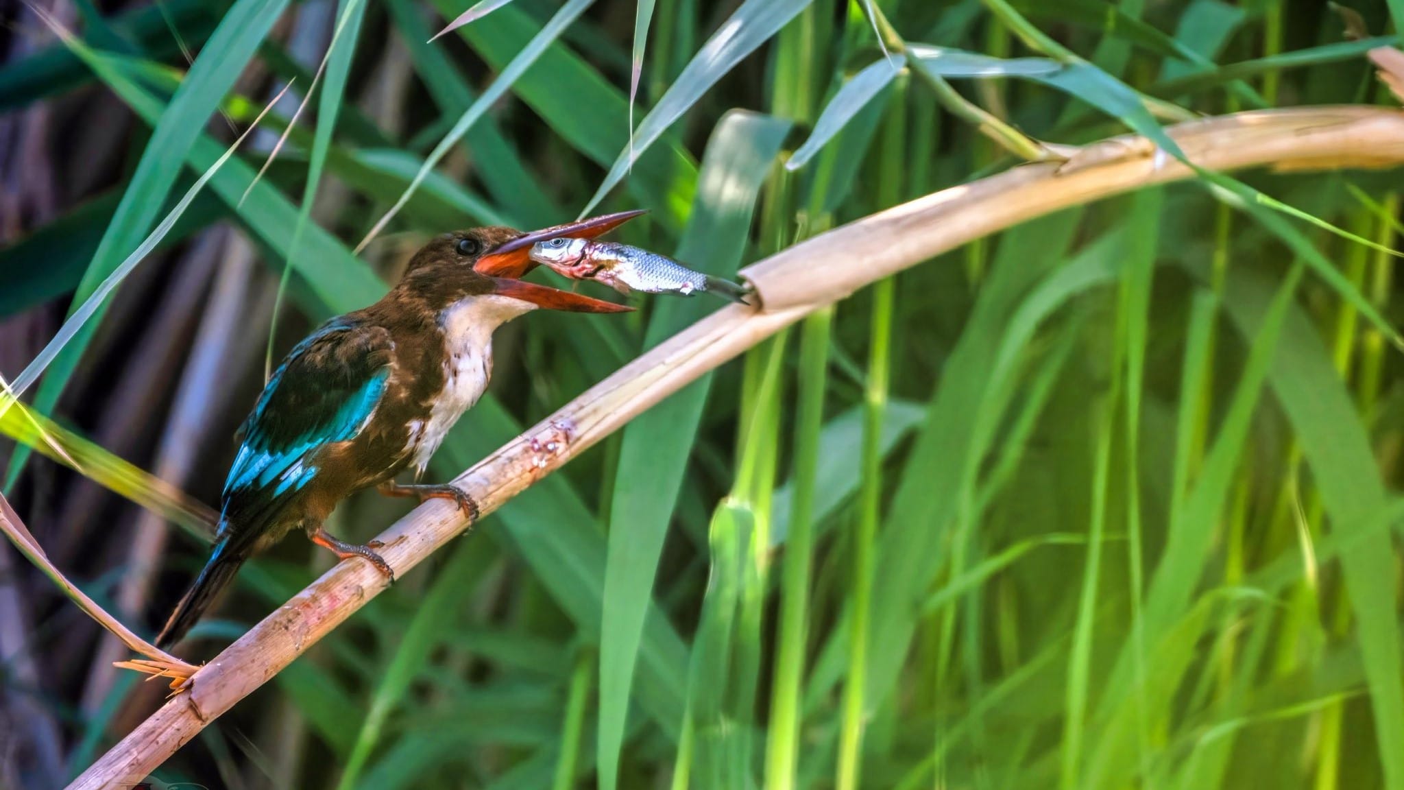 باڵندەی "شا ماسیگری سنگ سپی" لە هەرێمی کوردستان دوور ناکەوێتەوە