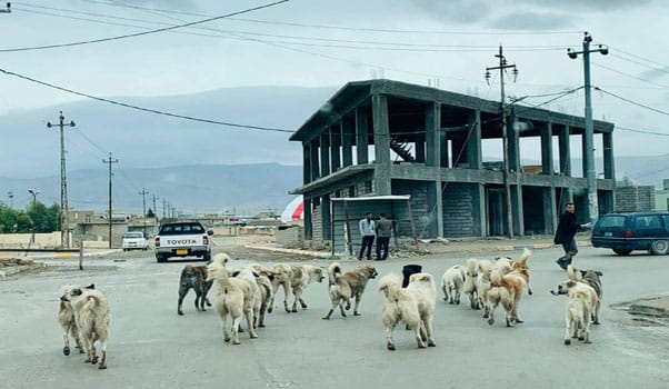لەماوەی 10 مانگدا زیاتر لە هەزار حاڵەتی گەستنی سەگ تۆمارکراوە